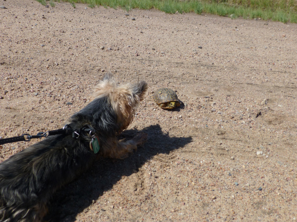 Jaeda meets a turtle