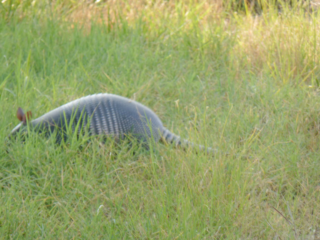 Here's an armadillo we saw on the road...it was trying very hard to sneak away (as you can see)