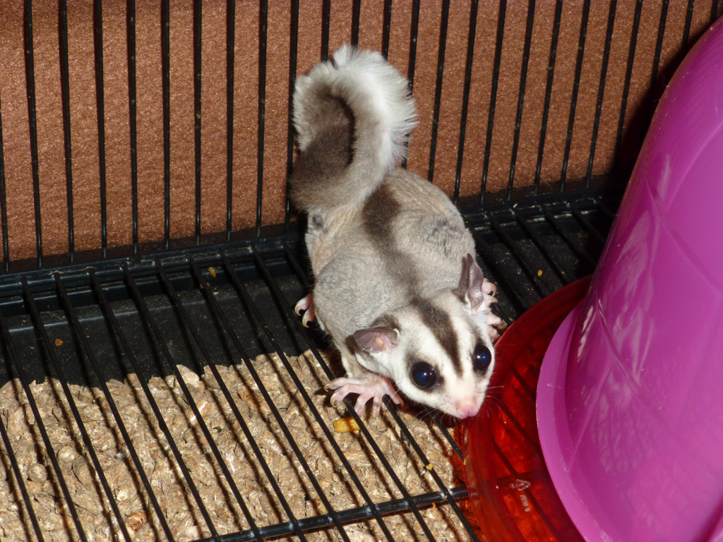 This...is a sugar glider...